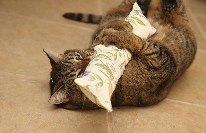 Brown tabby cat hugging a catnip kick toy