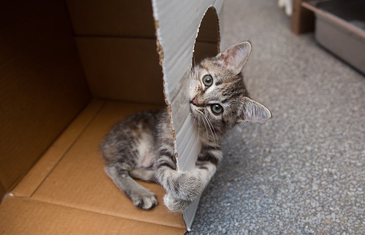 Tabby kitten playing in a cardboard box