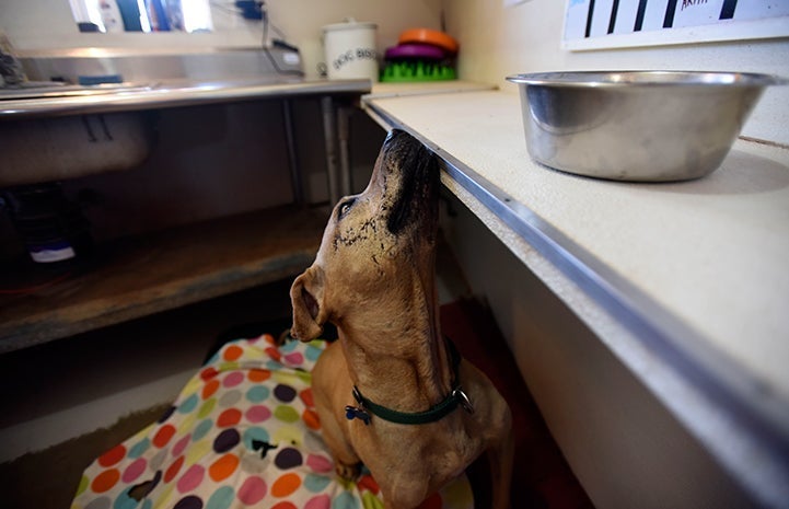 Brown dog sniffing up at the counter hoping to find some food