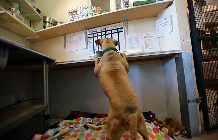 Brown dog standing on his hind legs with his front legs on the kitchen counter