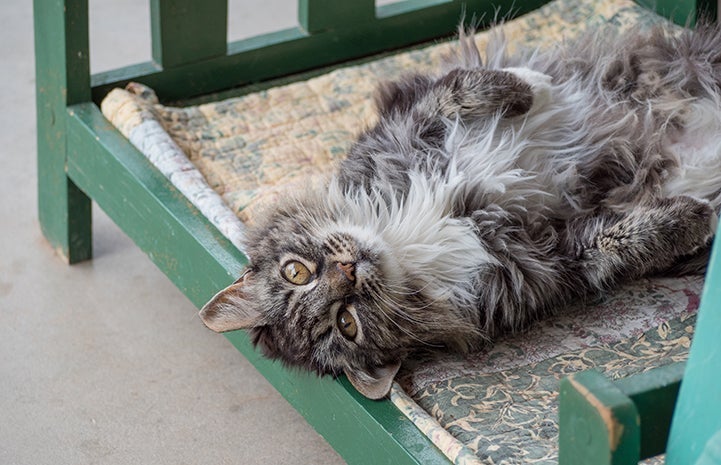 Medium-haired senior brown tabby cat who has diabetes on her back on a wooden bed