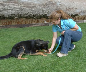 Hold a treat near his face, then move the treat down toward the ground