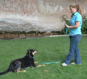 Once your dog is waiting consistently in a “down,” move one step away before stepping back and giving him the treat