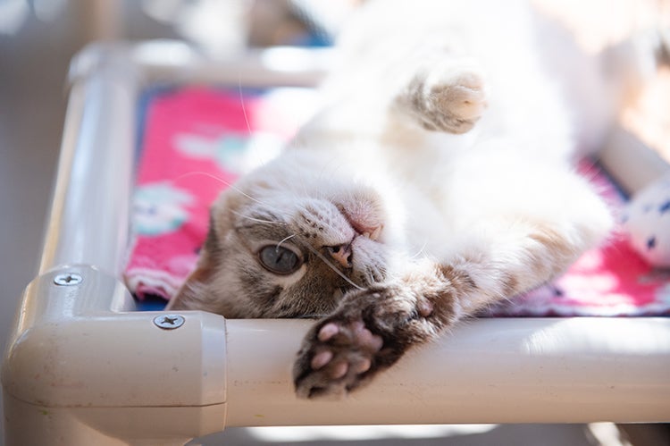 Egypt, a Siamese mix cat lying on a raised bed