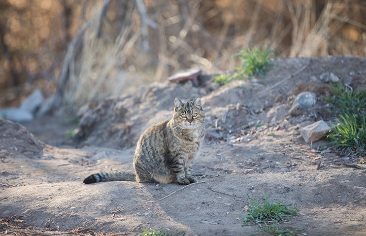 Goldie, a brown tabby community cat with ear tip