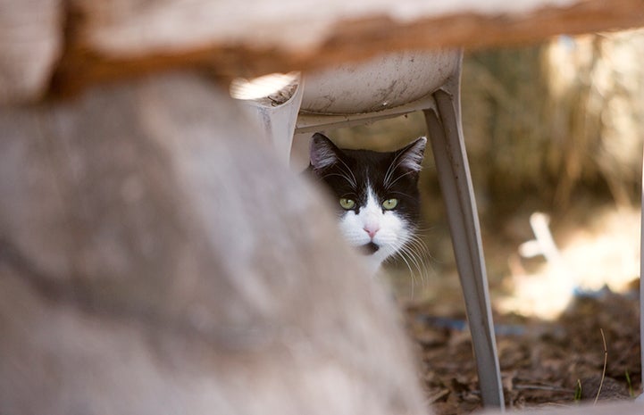 Black and white cat outside and hiding under something