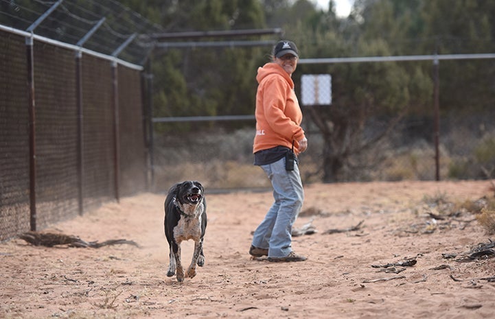 A leash-free dog running in a fenced-in dog park