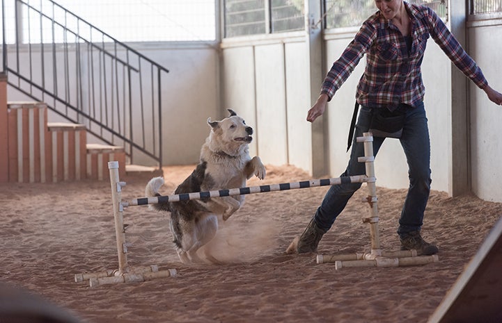 Woman doing agility with a border collie type dog