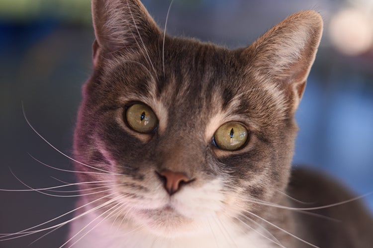 The face of Gulliver, a gray and white tabby cat