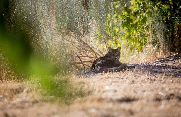 Stray brown tabby community cat with ear-tip lying in the grass