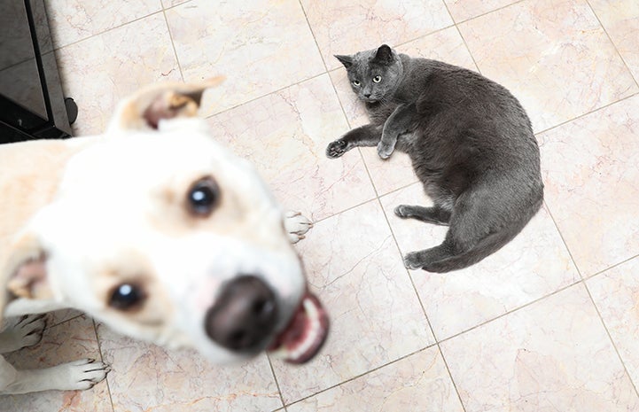 If you don’t feel you can trust your dog around your cat, you should keep them apart