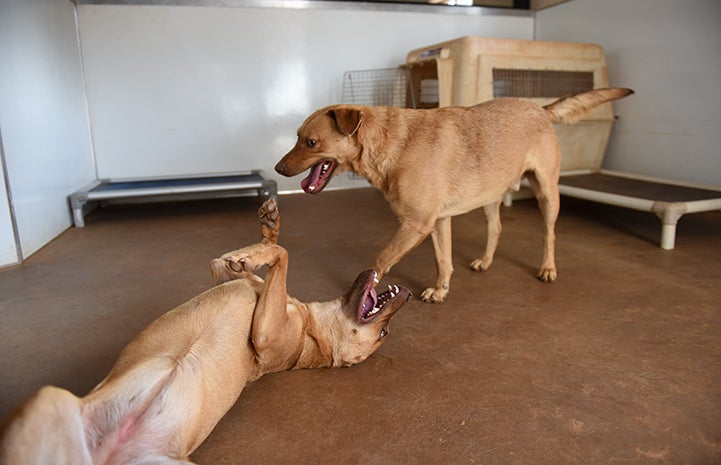 Two dogs playing -- one is on his back and the other is circling around her