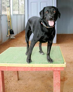 The short table was designed to teach dogs to stay in one place