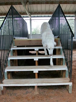 The other end of the training walkway without backs