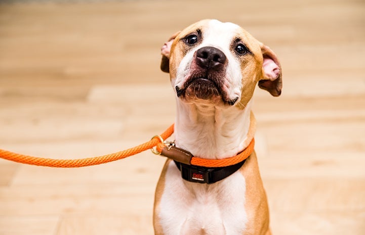 Brown and white dog who is taking heartworm preventative medicine monthly