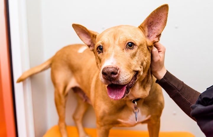 Brown pit-bull-terrier-type dog with upright ears being petted on the head by a person