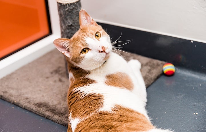 Orange and white short-haired cat lying on the bottom of a cat tree