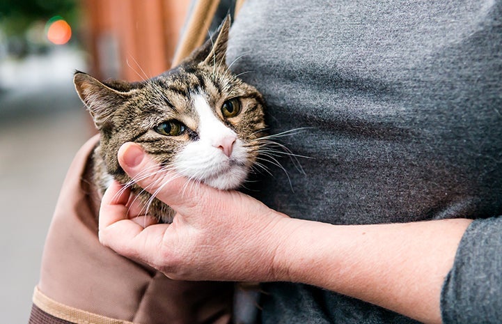 A brown tabby with white cat in a soft sided carrier slung over someone's shoulder, with his head sticking out