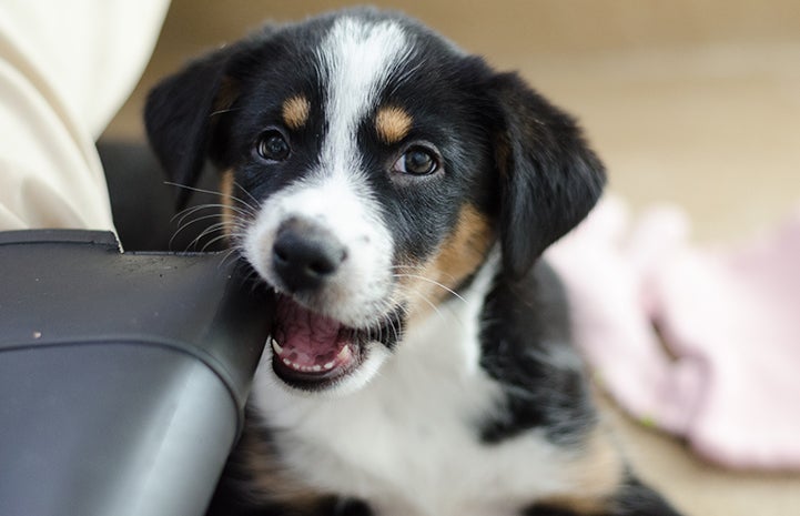 Merrily the tri-colored puppy chewing on a piece of plastic