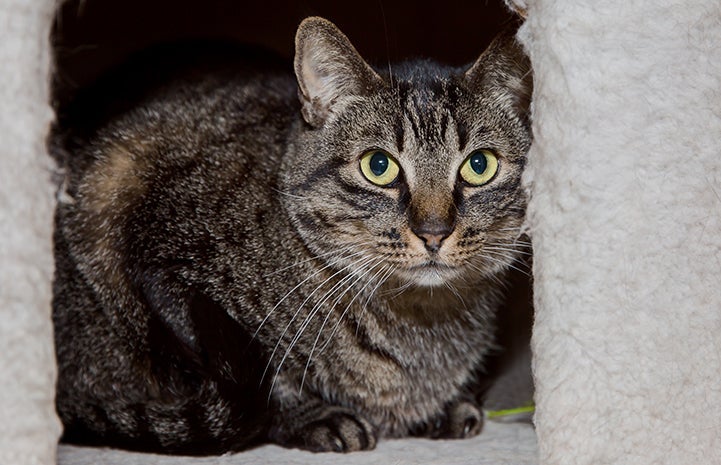 Pux, a brown and white tabby cat inside a carpeted cat tree