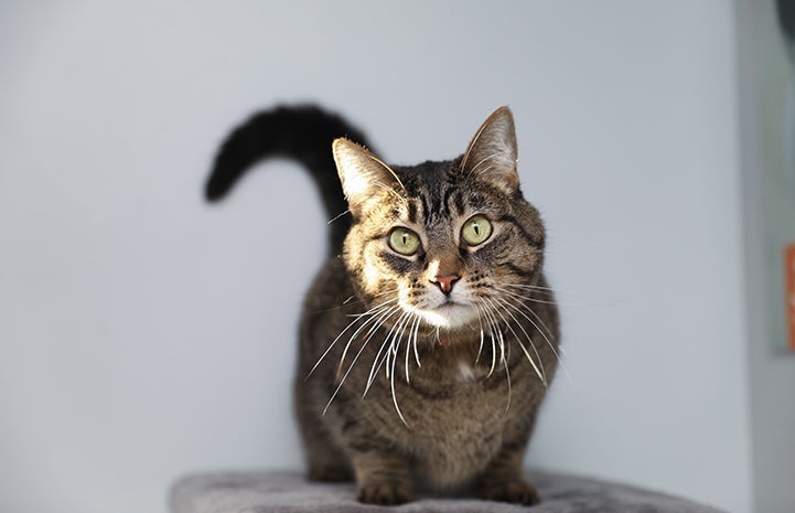 black and gray cat