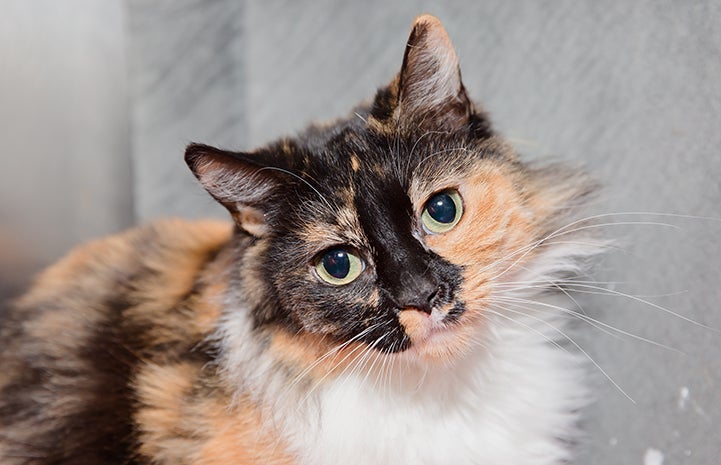 calico cat