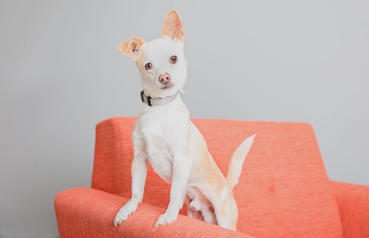 White dog in orange chair