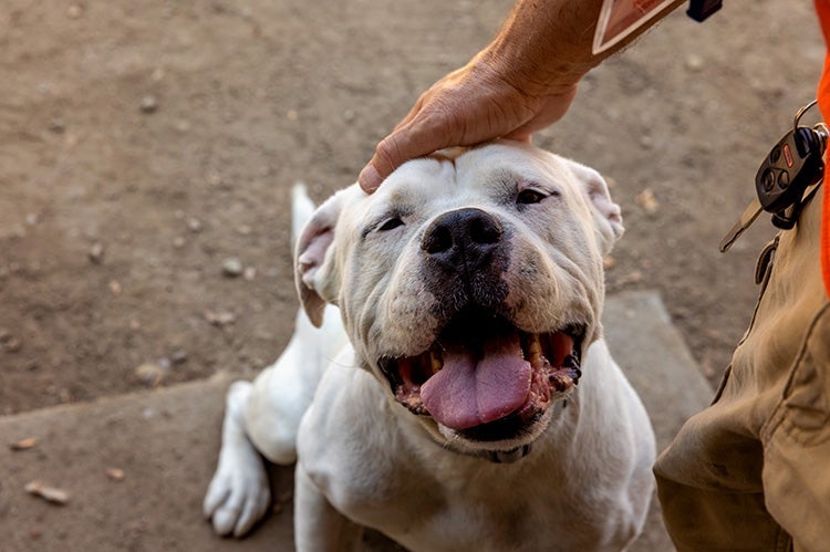 Person petting the head of a white dog