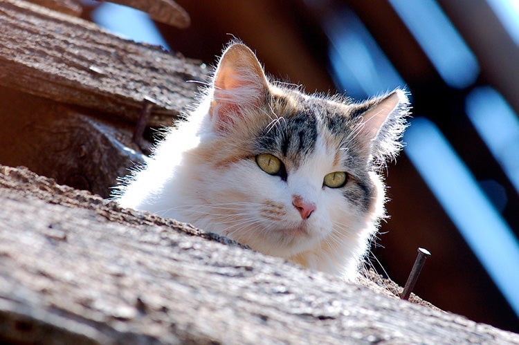 Ear-tipped stray cat who has been neutered and vaccinated as part of TNR program