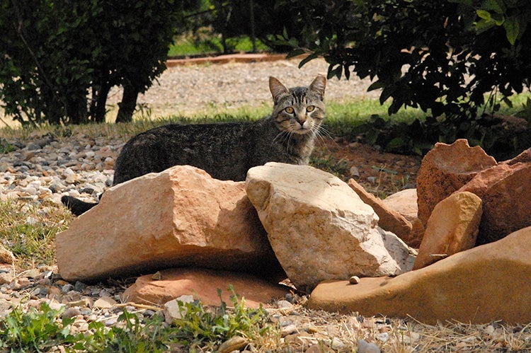 Ear-tipped stray feral tabby cat after TNR