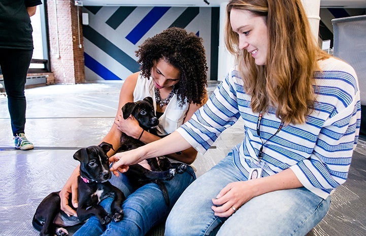 Two women sitting on the ground while playing with two black and white puppies