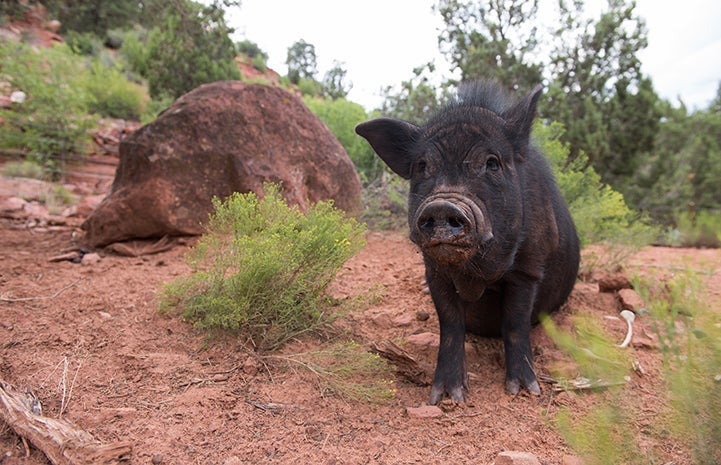 Things can quickly become cramped when your piggy roommate exceeds 100 pounds, like this handsome pig, or even 200 pounds