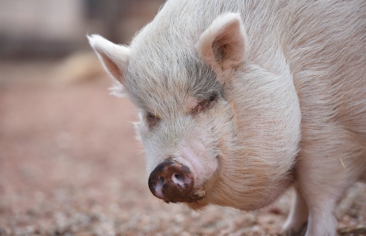 Rosie, pictured here, was purchased as a baby pink teacup pig by a well-meaning couple who paid several thousand dollars for her