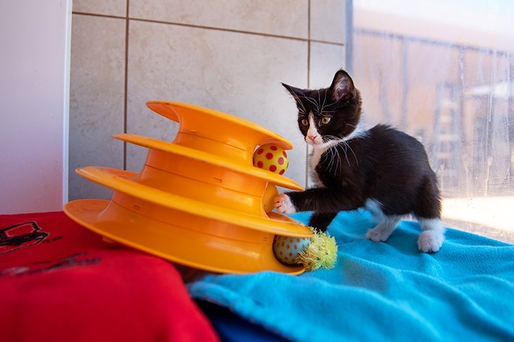 Cat playing with small balls rolling in an orange toy,