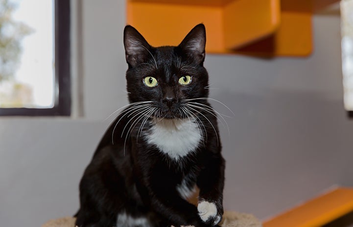 Willie, a black and white shorthair cat, with a window and orange shelves behind him