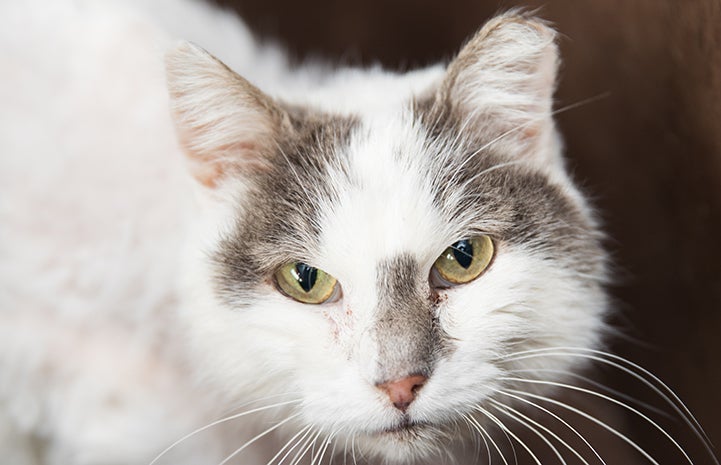 Older gray and white cat with an ear tip