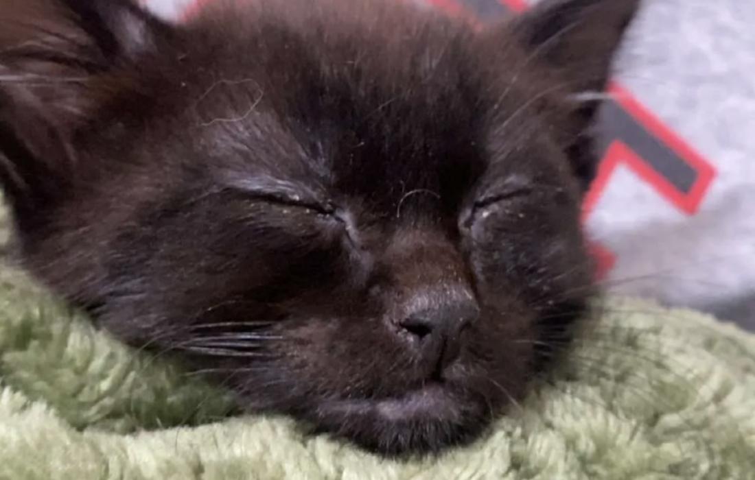 Allan the kitten sleeping in a green blanket held by a person