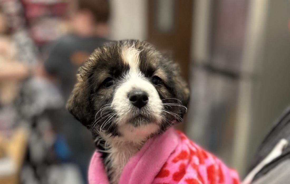 Sunflower the puppy in a pink outfit