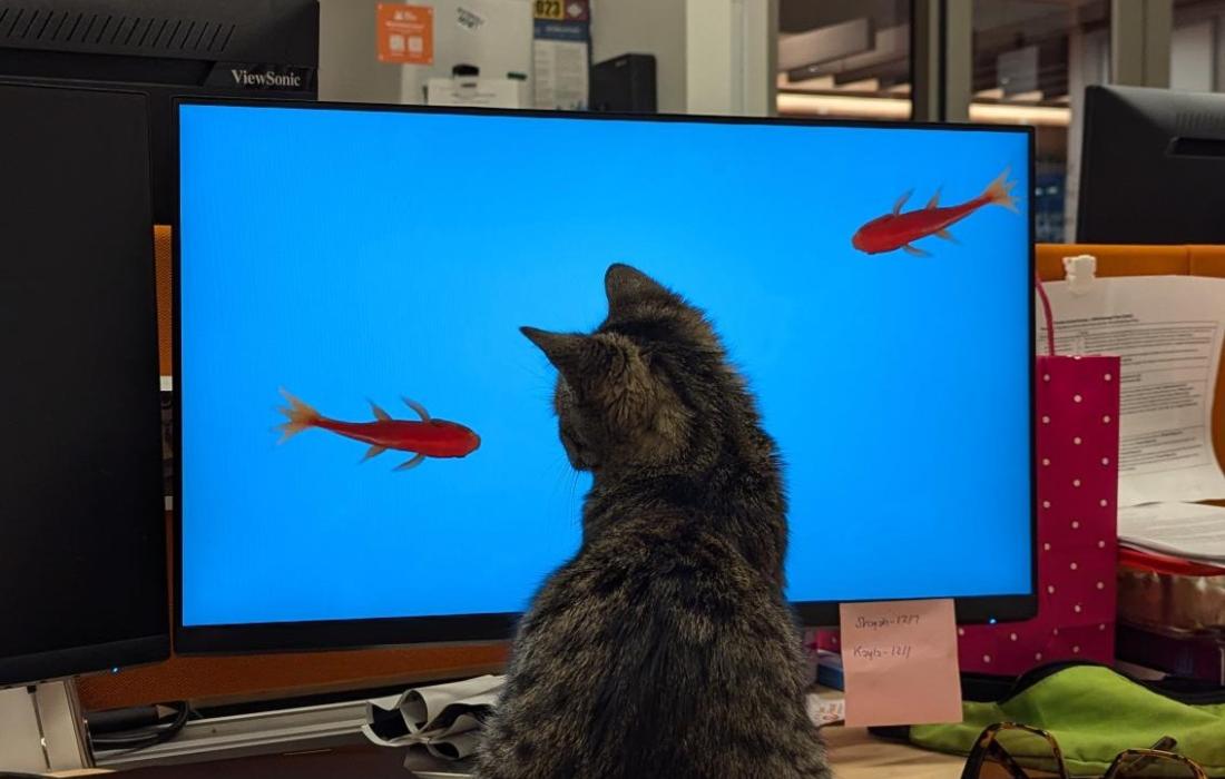 Maddie the cat in front of a blue computer screen with goldfish on it