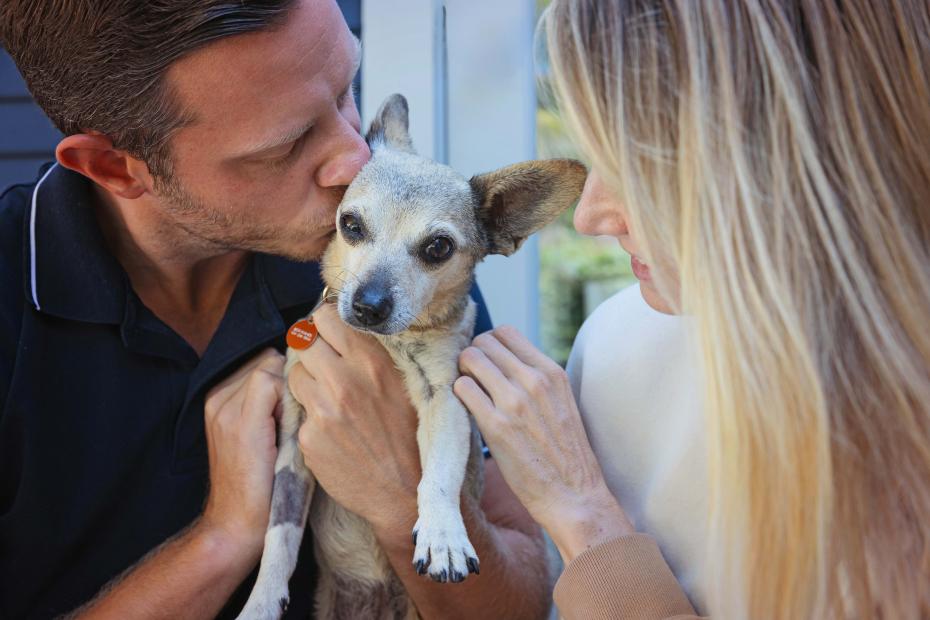 One person kissing a small senior dog while another person pets him