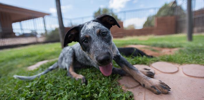 Heeler type dog looking at the camera with his tongue out lying half on grass and half on a paw print paver