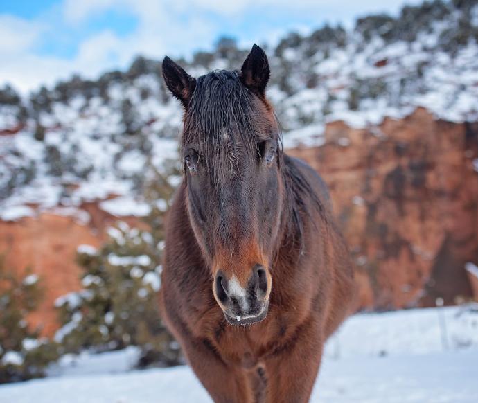 Brown horse outside in a snowy Angel Canyon