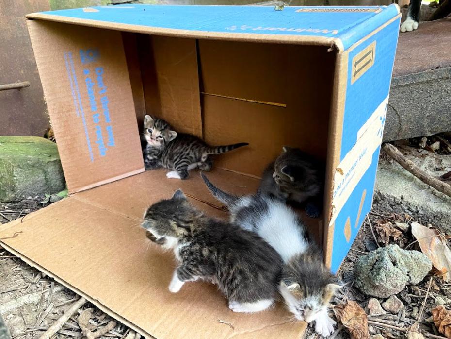 Cardboard box on its side with a litter of kittens in it