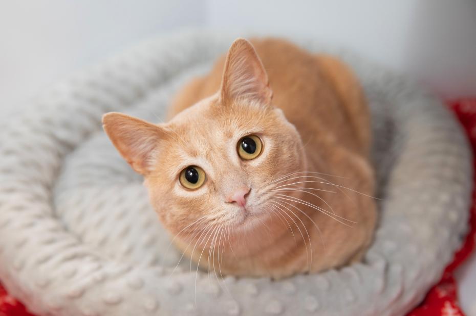 A cream colored cat sitting like a loaf on a cat bed