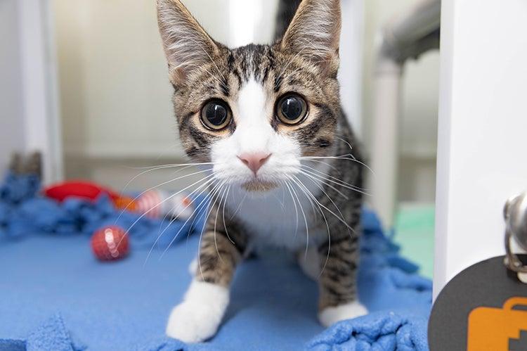 Tabby and white cat with wide eyes