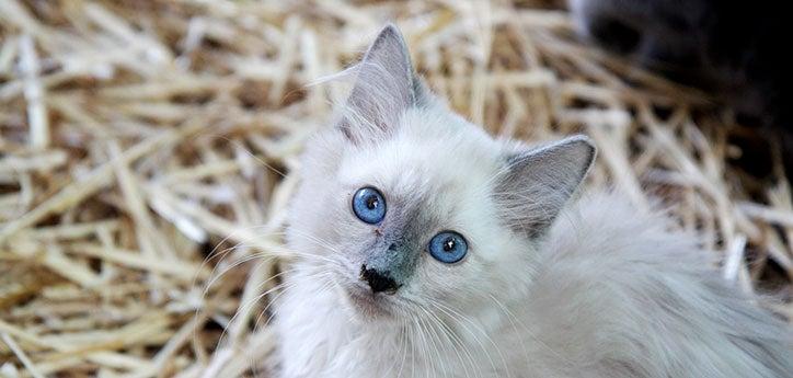 Free-roaming Siamese kitten 