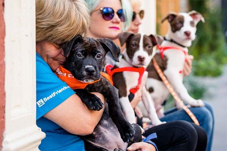 Group of people sitting down and holding puppies in their laps