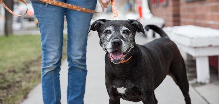 person caring for senior dog by taking him out on a walk