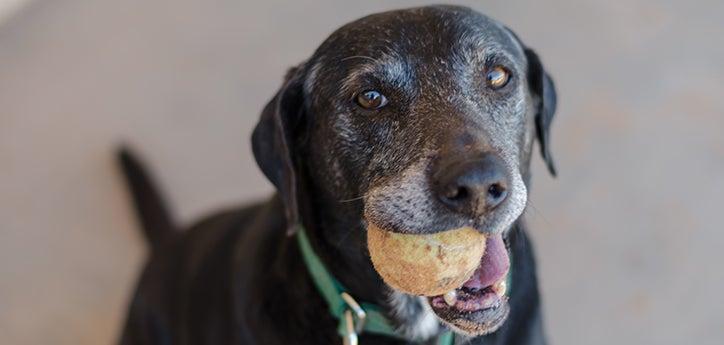 Dog who is receiving arthritis treatment playing with a ball