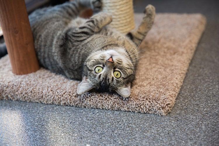 A brown tabby cat lying upside down inviting interaction with cat body language